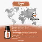 Ginger Root Essential Oil 8