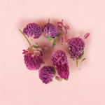 Dried Globe Amaranth 2